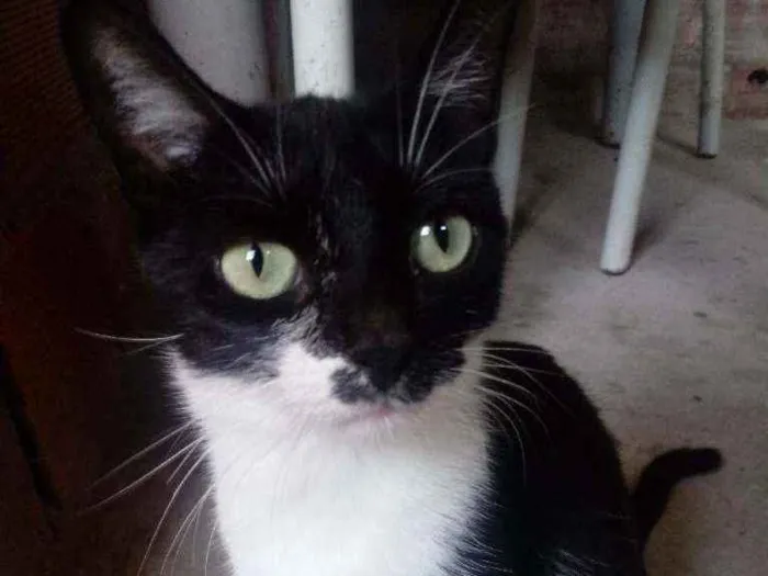 Gato raça Srd idade 2 a 6 meses nome Melod
