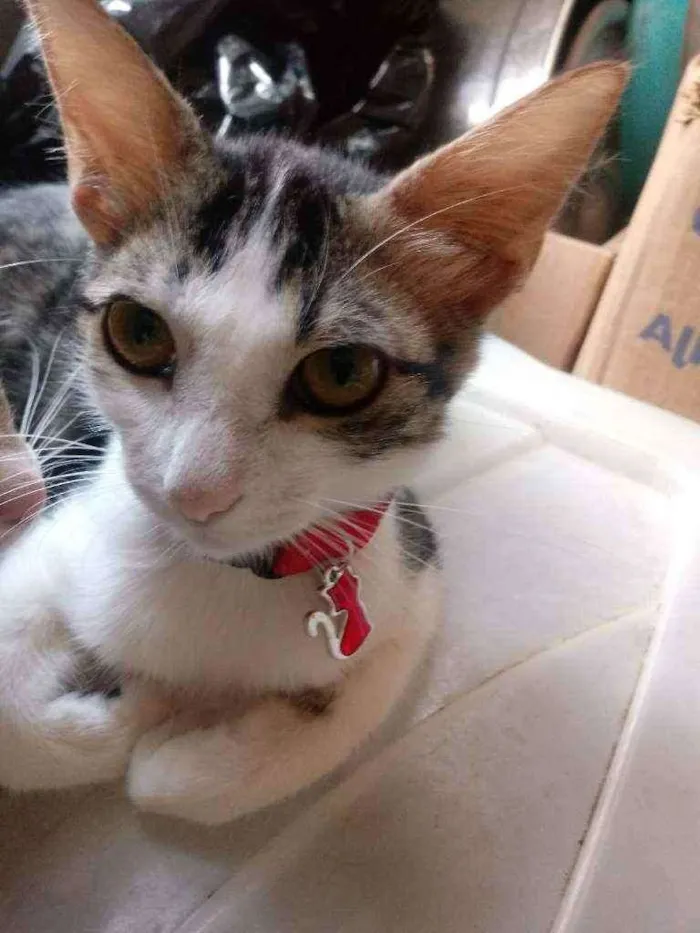 Gato raça Srd idade  nome Leila