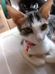 Leila