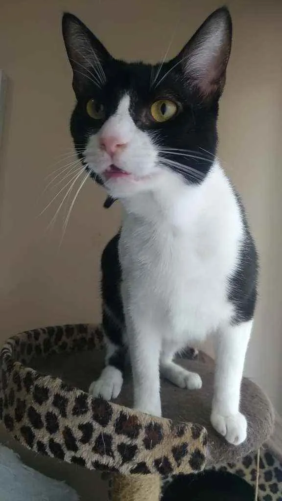 Gato ra a Srd idade 2 anos nome Arthur Tom