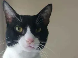Gato raça Srd idade 2 anos nome Arthur Tom