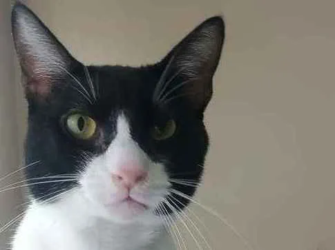 Gato ra a Srd idade 2 anos nome Arthur Tom