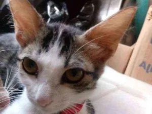 Gato raça Srd idade  nome Leila