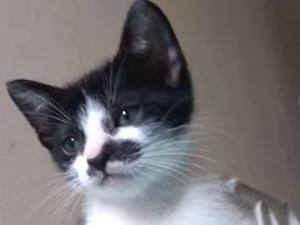 Gato raça gato frajolinha idade 2 a 6 meses nome Frida