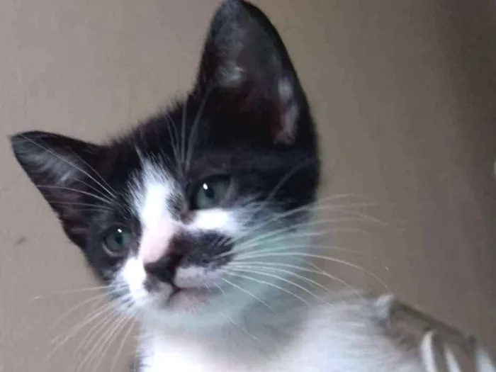 Gato ra a gato frajolinha idade 2 a 6 meses nome Frida