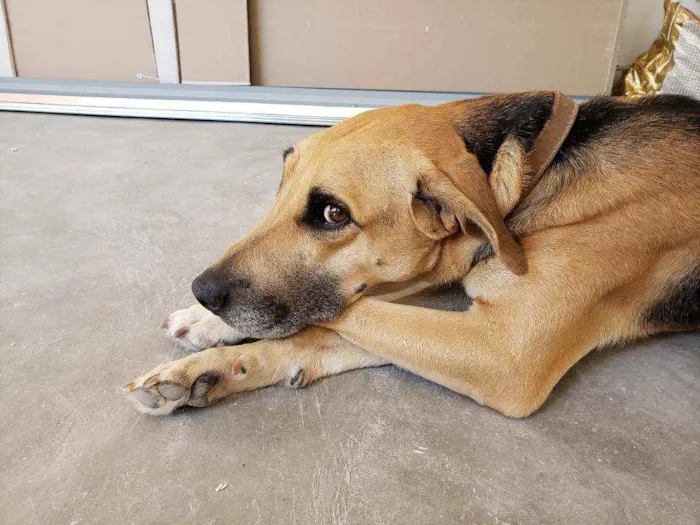 Cachorro ra a Sem raça  idade 3 anos nome Menino