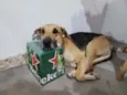 Menino