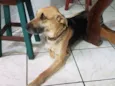 Menino