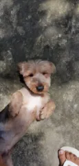 Scooby