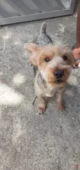 Scooby