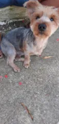 Scooby