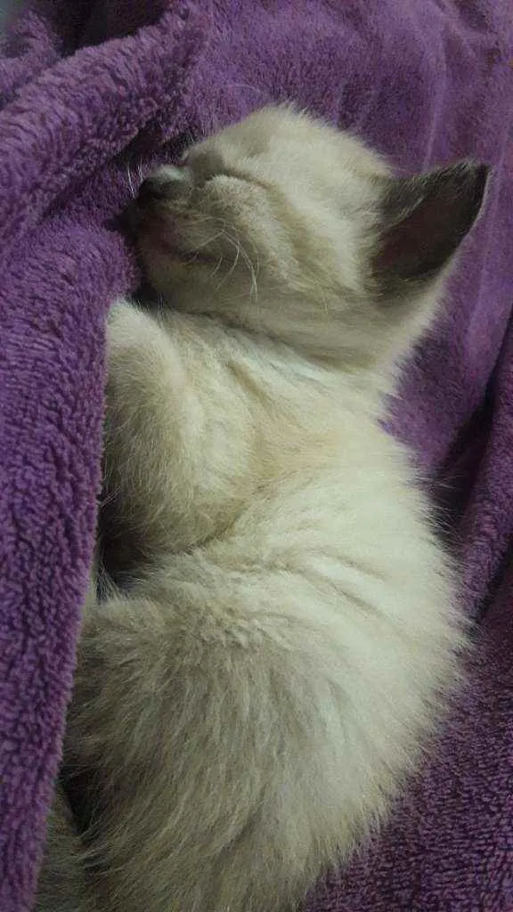 Gato ra a  idade Abaixo de 2 meses nome Diana