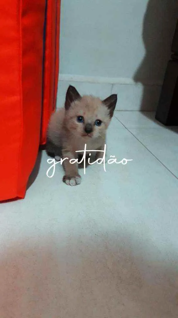 Gato ra a  idade Abaixo de 2 meses nome Diana