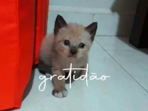 Gato raça  idade Abaixo de 2 meses nome Diana