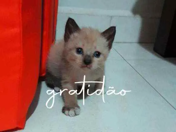 Gato ra a  idade Abaixo de 2 meses nome Diana