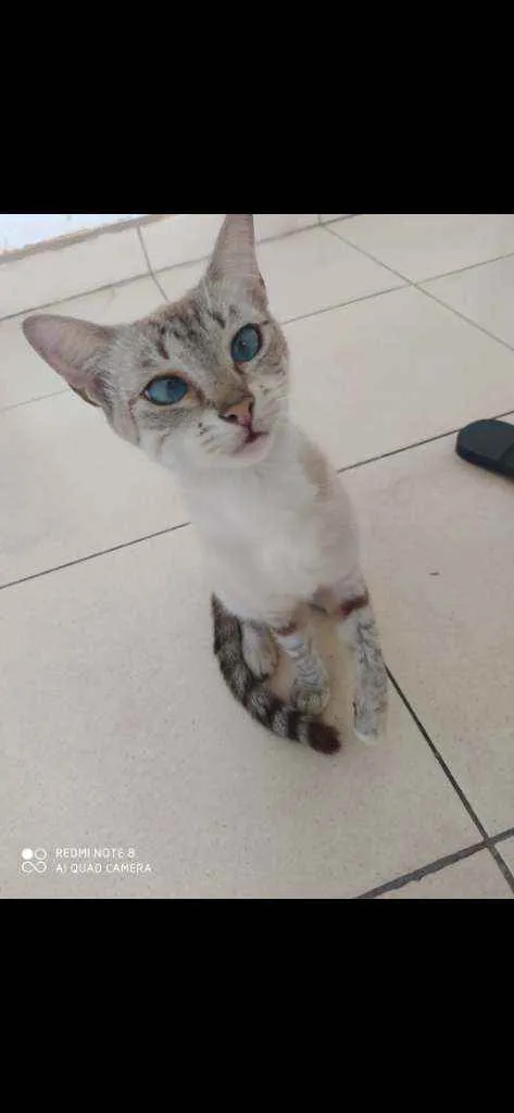 Gato ra a Não sei  idade  nome Não tem
