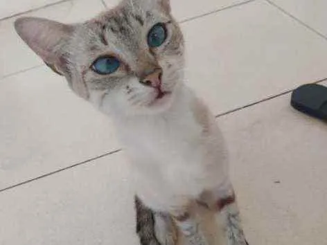 Gato ra a Não sei  idade  nome Não tem