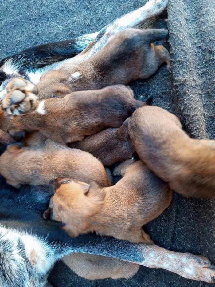 Cachorro raça  idade Abaixo de 2 meses nome Nao tem nome