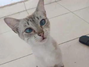 Gato raça Não sei  idade  nome Não tem