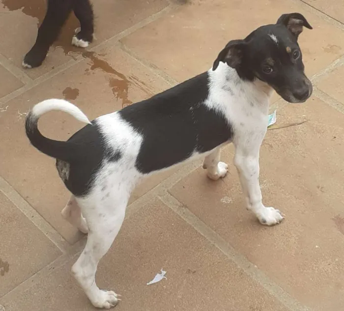 Cachorro ra a viralatinha idade 7 a 11 meses nome Lala