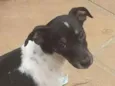 Lala