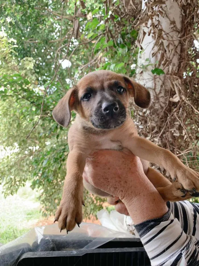 Cachorro ra a SRD-ViraLata idade Abaixo de 2 meses nome Brow
