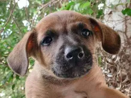 Cachorro ra a SRD-ViraLata idade Abaixo de 2 meses nome Brow