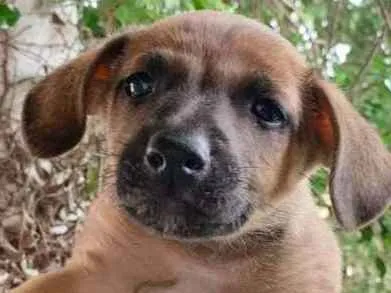 Cachorro ra a SRD-ViraLata idade Abaixo de 2 meses nome Brow