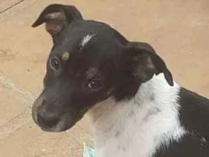 Cachorro raça viralatinha idade 7 a 11 meses nome Lala