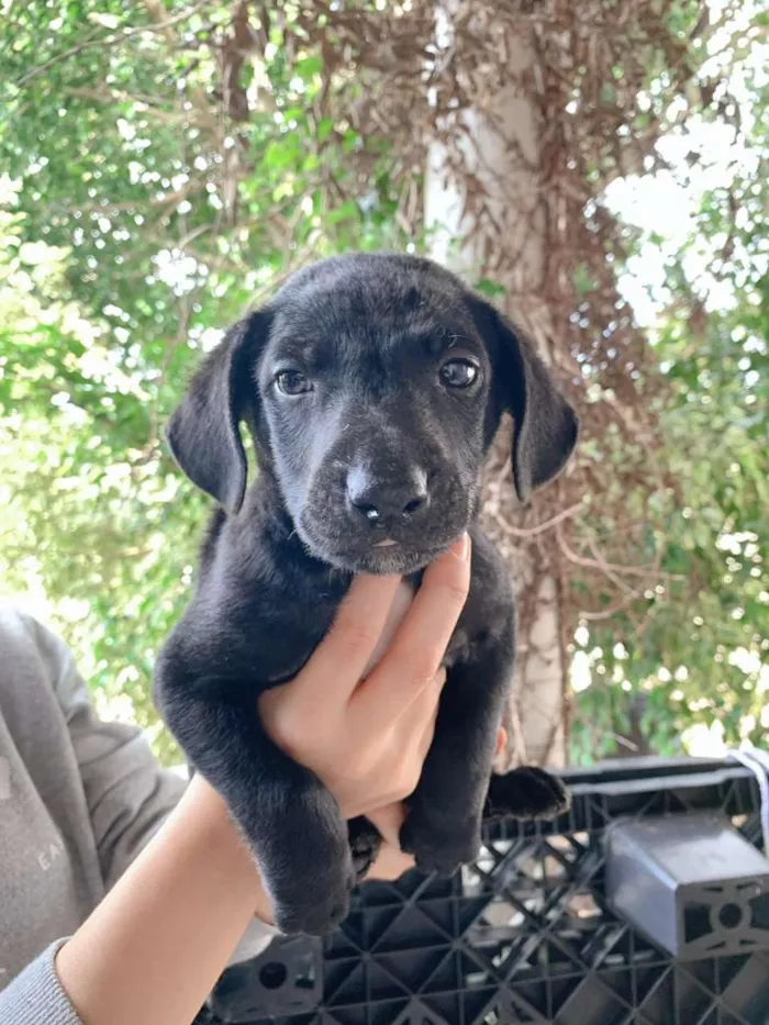 Cachorro ra a SRD-ViraLata idade Abaixo de 2 meses nome Black