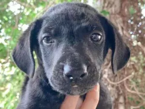 Cachorro raça SRD-ViraLata idade Abaixo de 2 meses nome Black