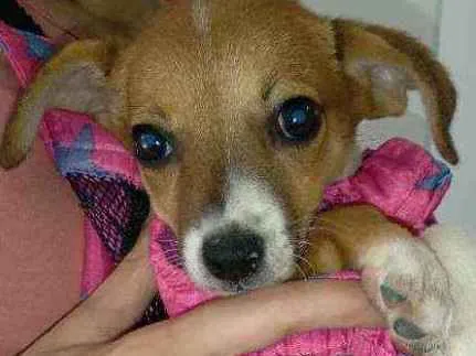 Cachorro ra a Srd idade 2 a 6 meses nome FLOR