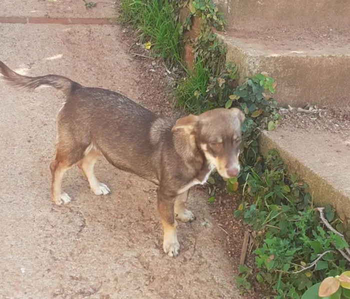 Cachorro ra a SRD-ViraLata idade 7 a 11 meses nome Alany
