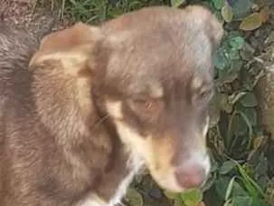 Cachorro ra a SRD-ViraLata idade 7 a 11 meses nome Alany