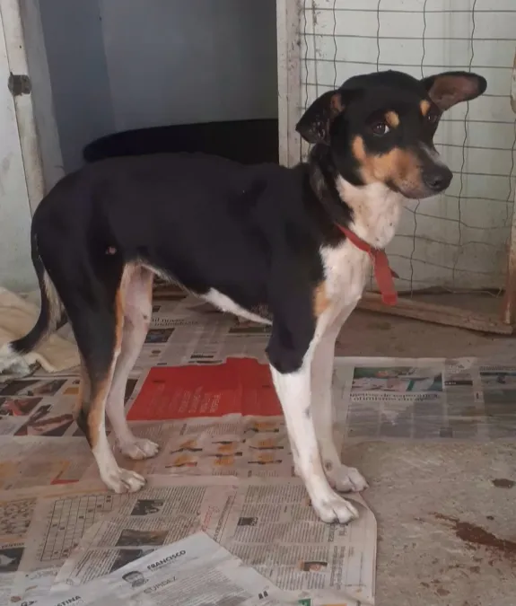 Cachorro ra a SRD-ViraLata idade 2 a 6 meses nome Goda
