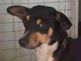 Cachorro ra a SRD-ViraLata idade 2 a 6 meses nome Goda
