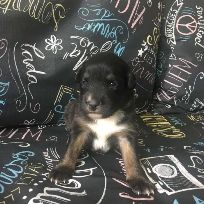 Cachorro ra a SRD-ViraLata idade Abaixo de 2 meses nome Bolinhav
