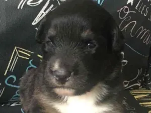 Cachorro raça SRD-ViraLata idade Abaixo de 2 meses nome Bolinhav