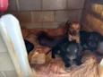 cão