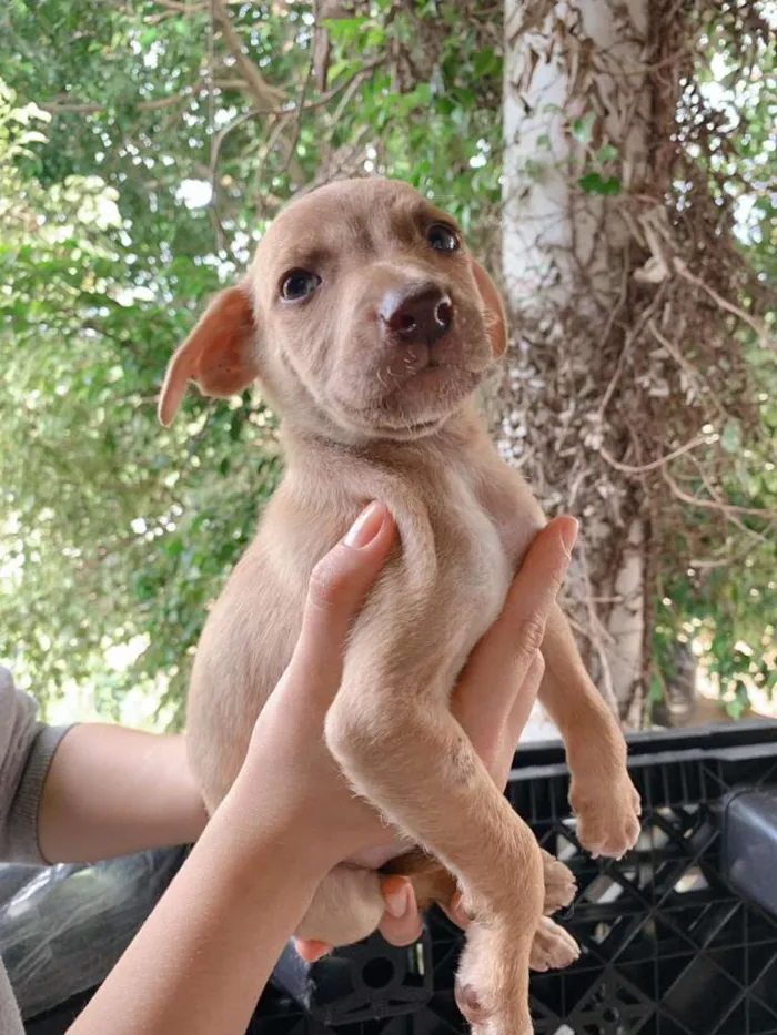 Cachorro ra a SRD-ViraLata idade Abaixo de 2 meses nome NUVEM