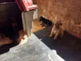 cão