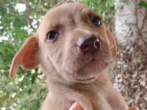 Cachorro ra a SRD-ViraLata idade Abaixo de 2 meses nome NUVEM