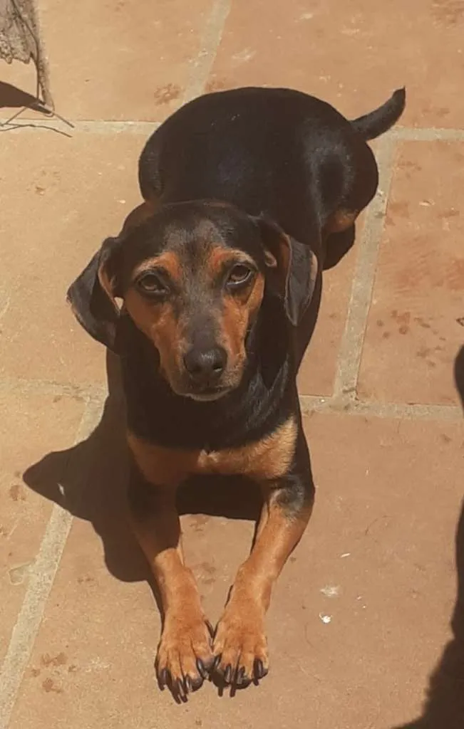 Cachorro ra a SRD-ViraLata idade 7 a 11 meses nome Lyra