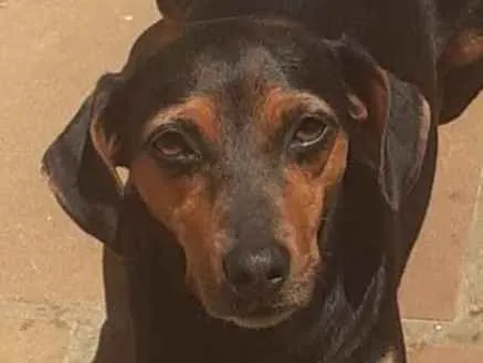 Cachorro ra a SRD-ViraLata idade 7 a 11 meses nome Lyra