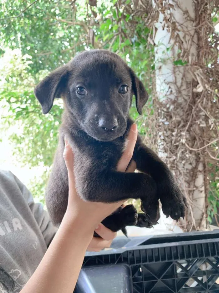Cachorro ra a SRD-ViraLata idade Abaixo de 2 meses nome Shark