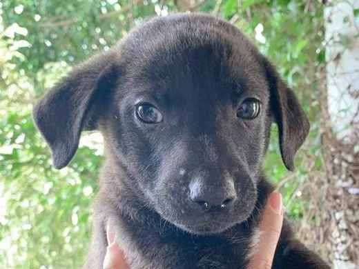 Cachorro ra a SRD-ViraLata idade Abaixo de 2 meses nome Shark