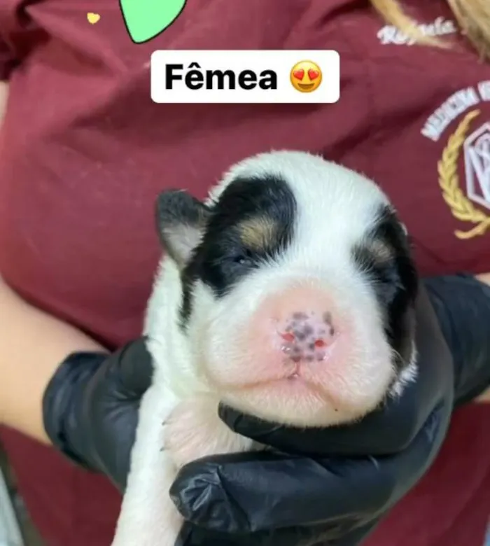 Cachorro ra a SRD-ViraLata idade Abaixo de 2 meses nome Porquinha da índia