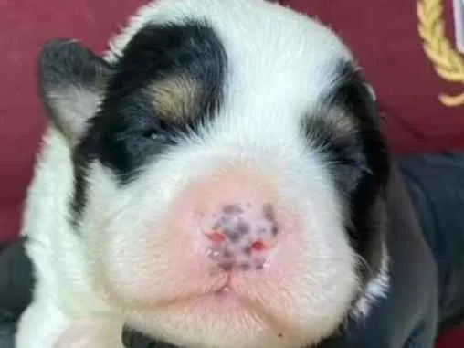 Cachorro ra a SRD-ViraLata idade Abaixo de 2 meses nome Porquinha da índia