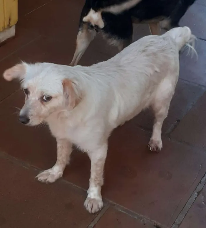 Cachorro ra a SRD-ViraLata idade 7 a 11 meses nome Clarinha