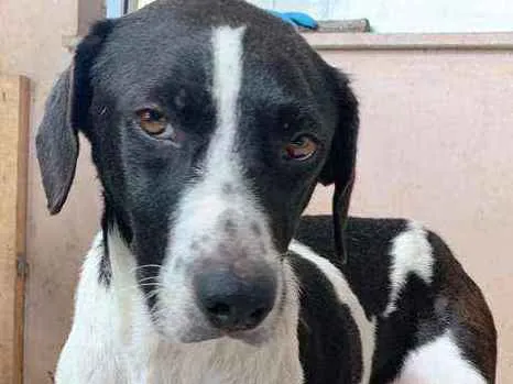 Cachorro ra a SRD-ViraLata idade 1 ano nome Mama 